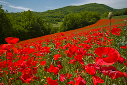 Stunning displays of wild poppies occur every year in the Sibillini photographic holiday